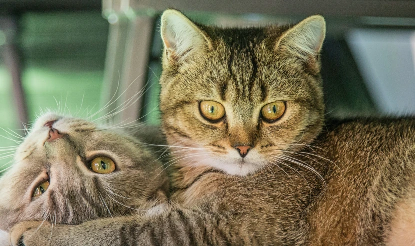 a striped cat laying on its back paws