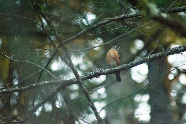 a red bird sits on top of a tree nch