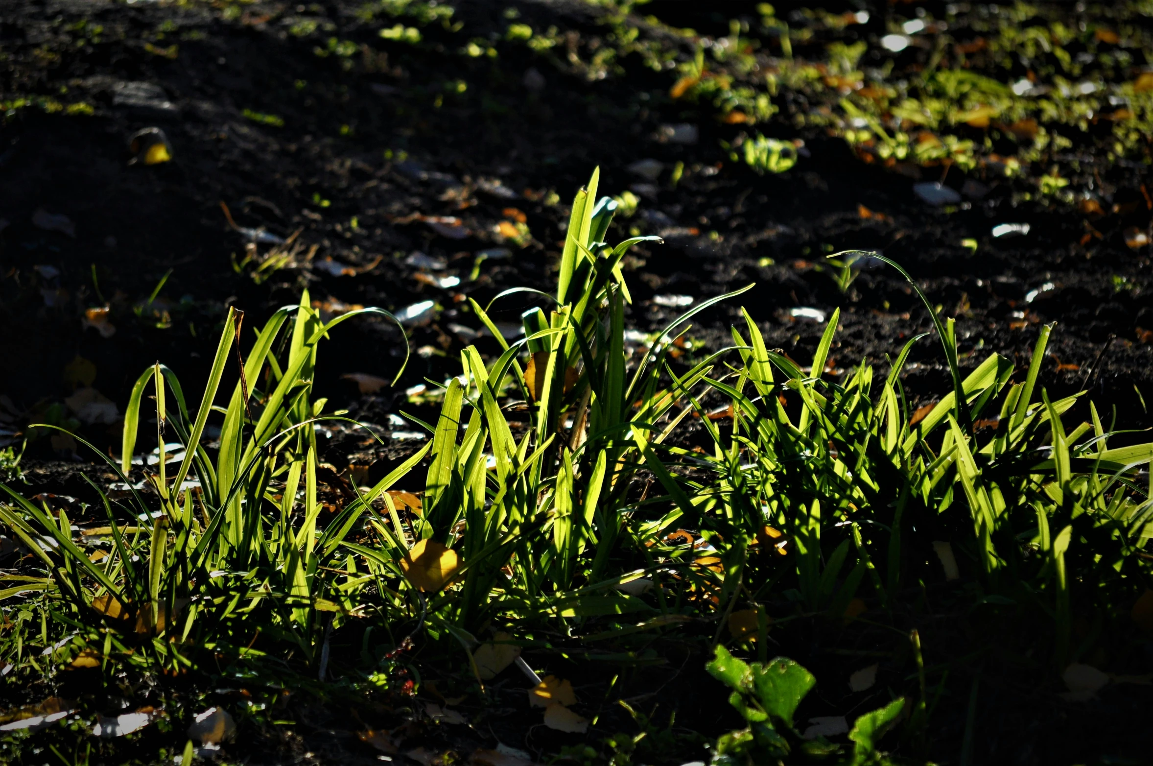 green plants in a patch of dirt in a yard