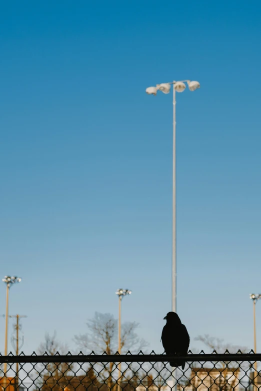 the bird is sitting on a fence near the street lights