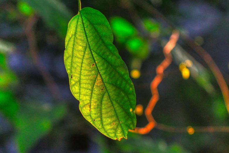 a green leaf that is hanging from the nch