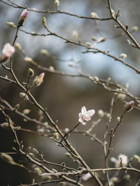 white blossoms on bare limbs with water drops