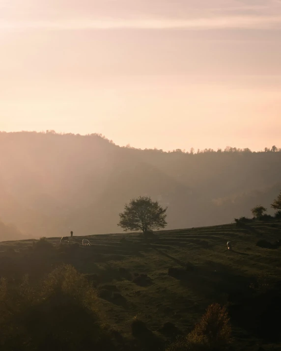 a group of animals that are walking in a field