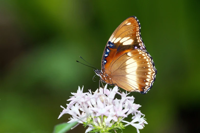 two erflies sit on top of some white flowers