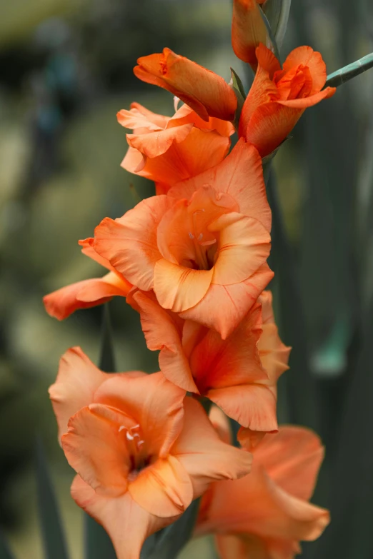 orange flowers growing in a green pot