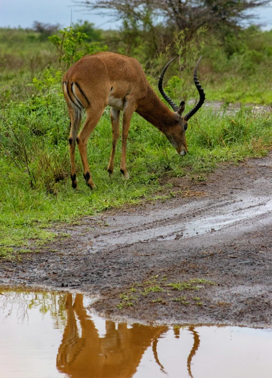 an antelope grazing on green grass next to the river