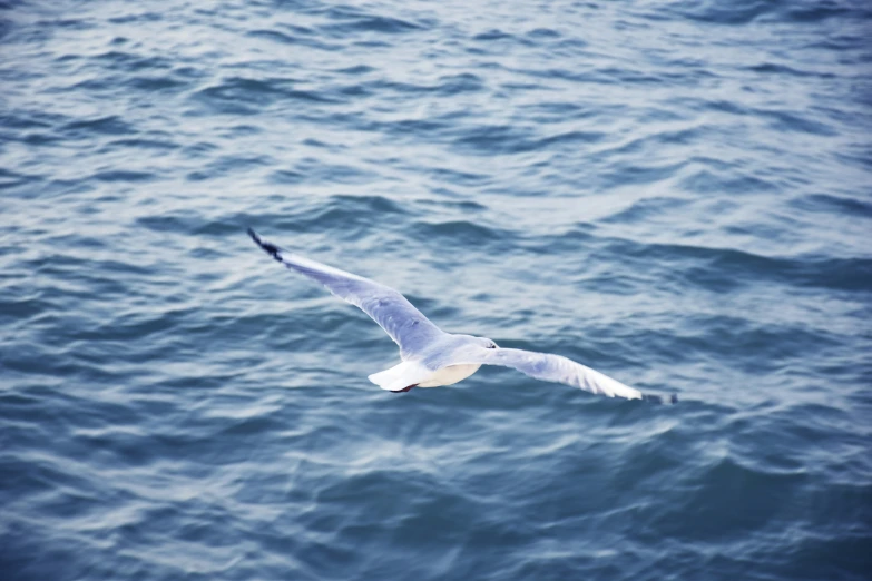 a seagull flying over a large body of water