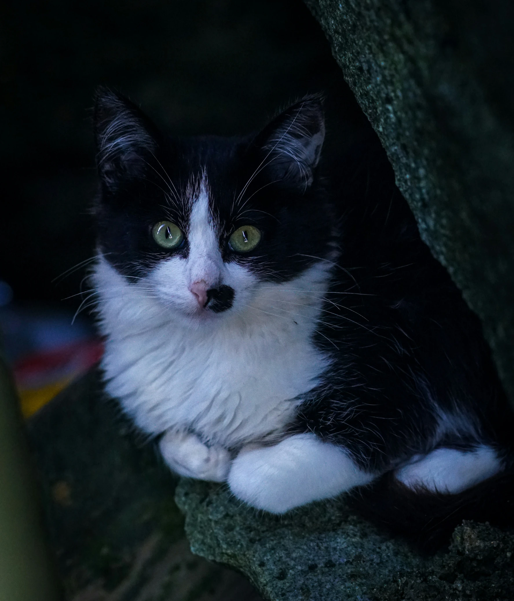 a black and white cat is resting by itself