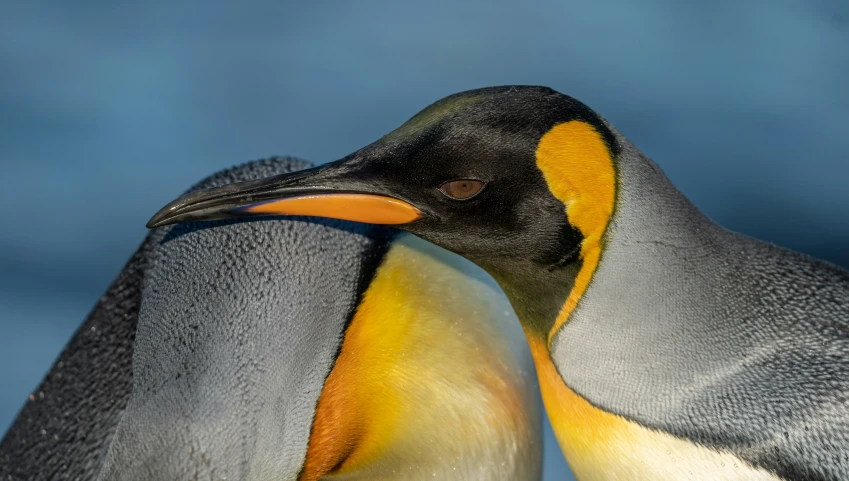 two colorful penguins looking into each others eyes