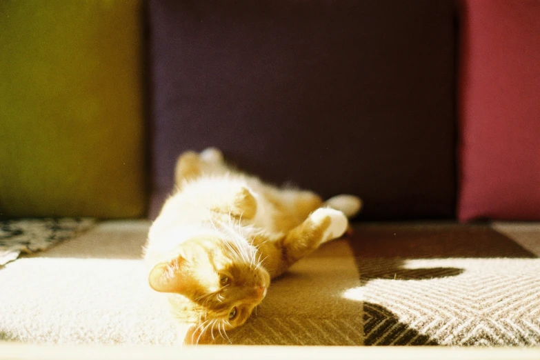 a kitten plays on the floor by some soft colors