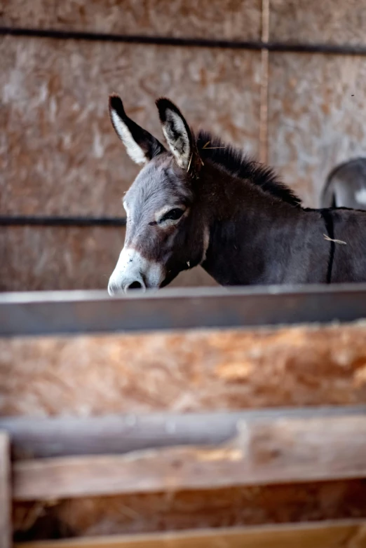 a small donkey standing in the corner of his enclosure