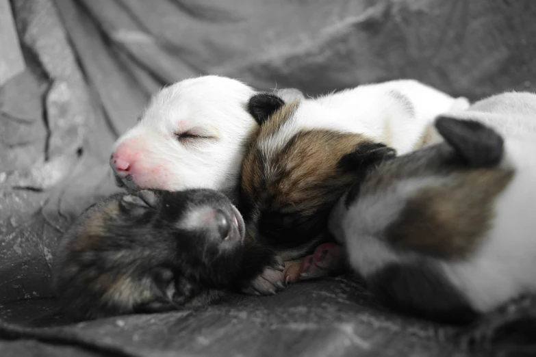 two black and white puppies cuddling with each other