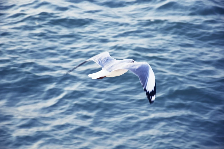 a white and black bird flying over the ocean