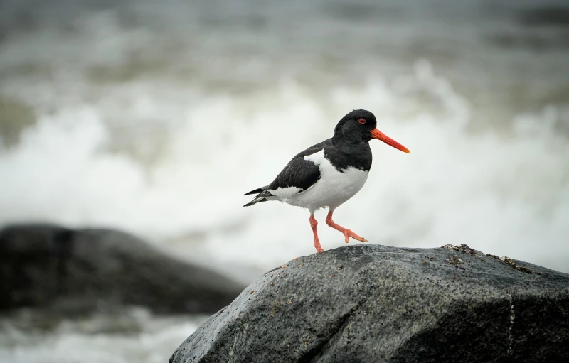 a bird standing on the rock next to the ocean