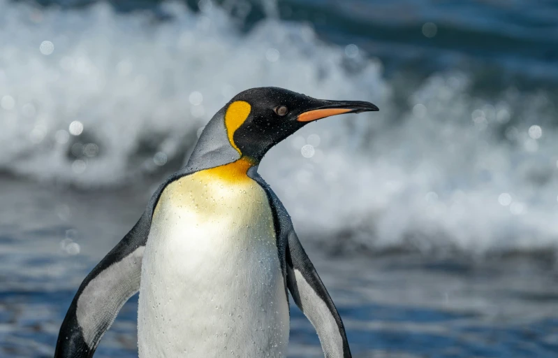 a penguin with an orange head is on the beach