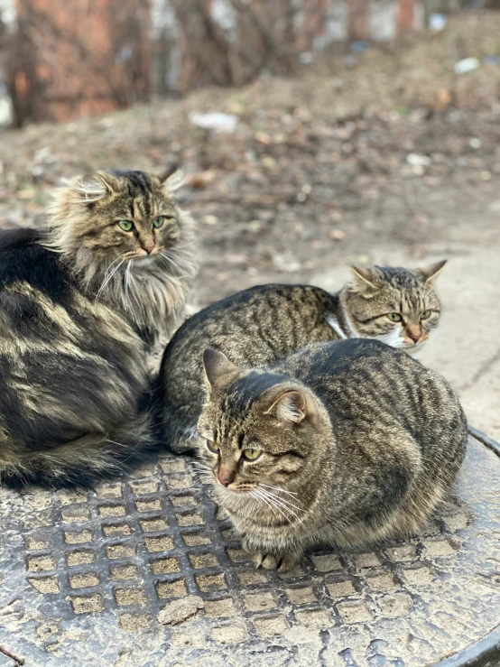 three cats laying on a table outside