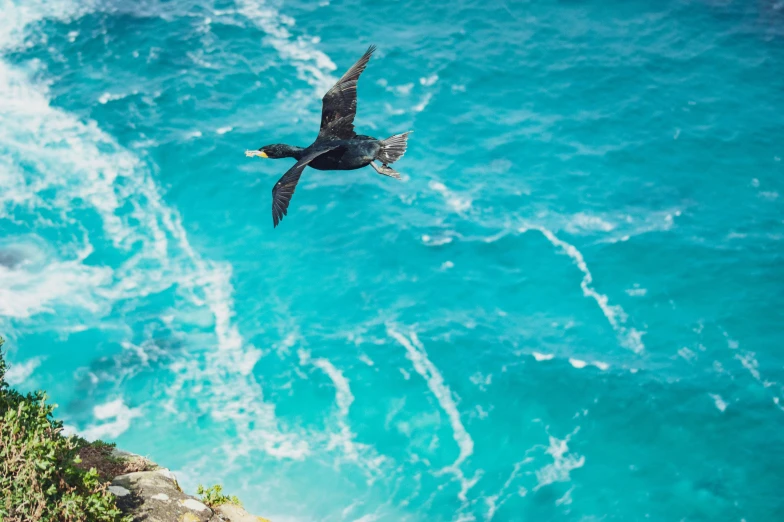 an image of a seagull flying over the water