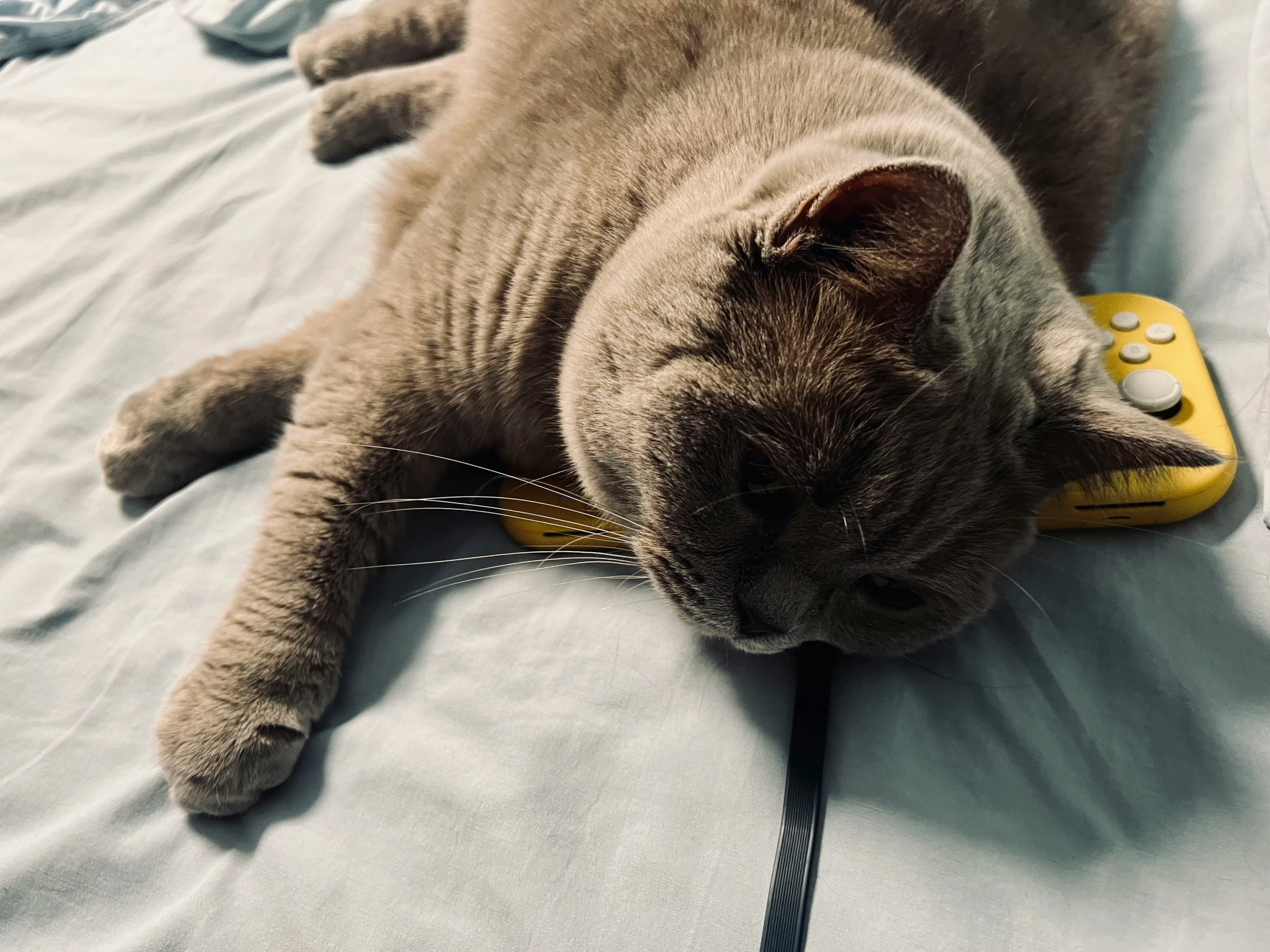 the cat is lying on the bed, sleeping