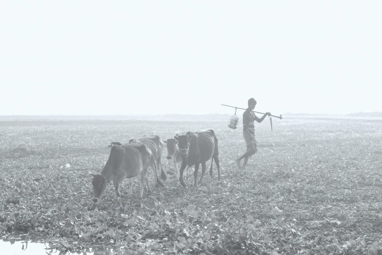 a man standing in the middle of a field with three cows