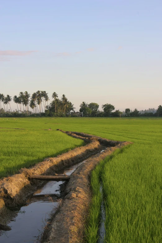 the path to the rice field is blocked off