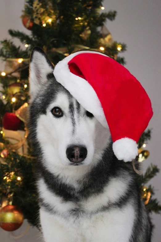 the dog in the hat is near the christmas tree