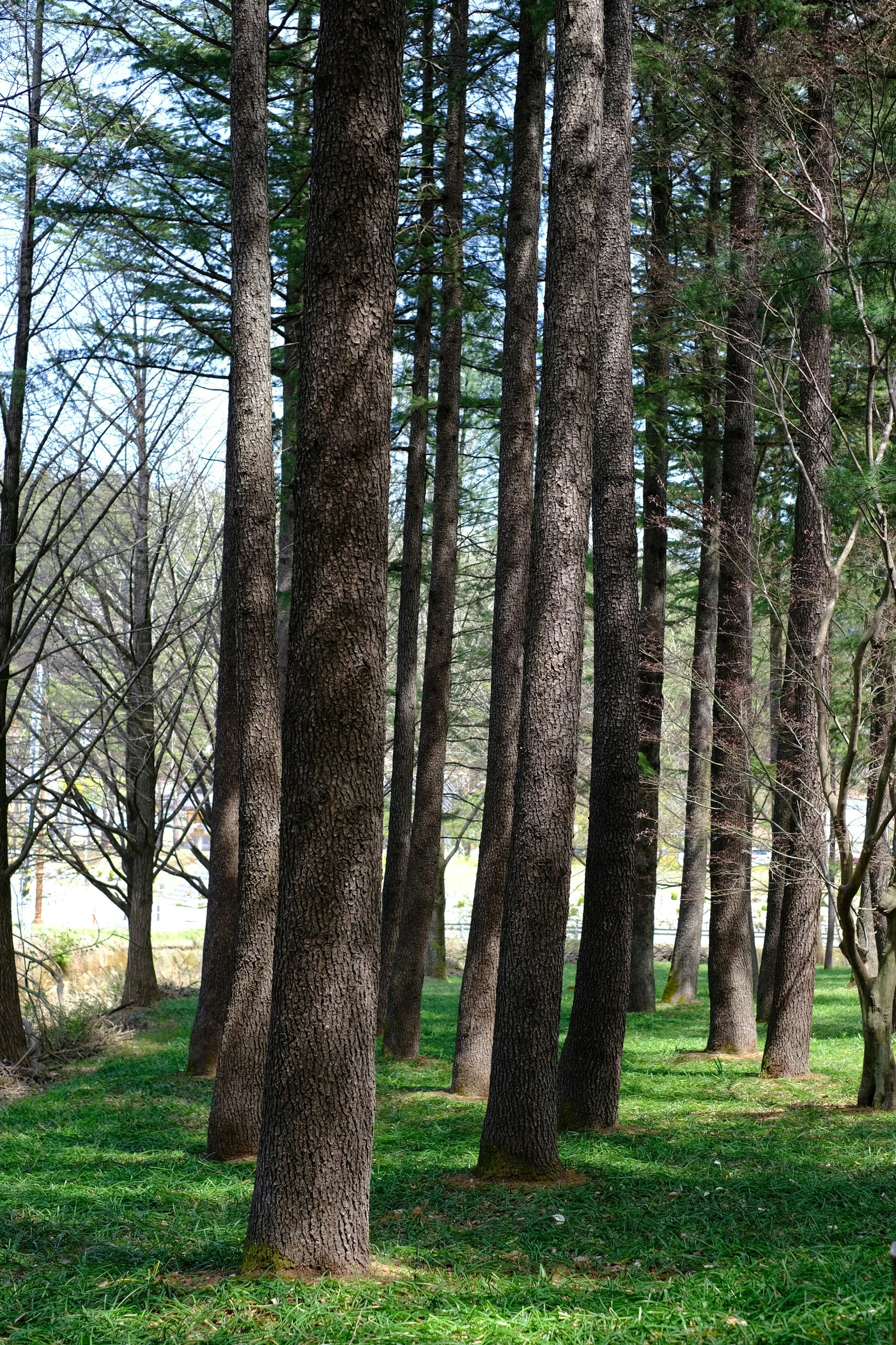 a black bear stands amongst the tall trees in a forest