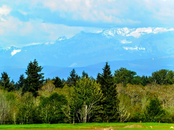 a landscape with trees and a distant mountains in the distance