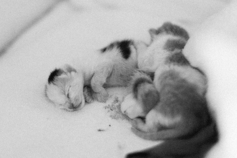 black and white pograph of newborn cats sleeping