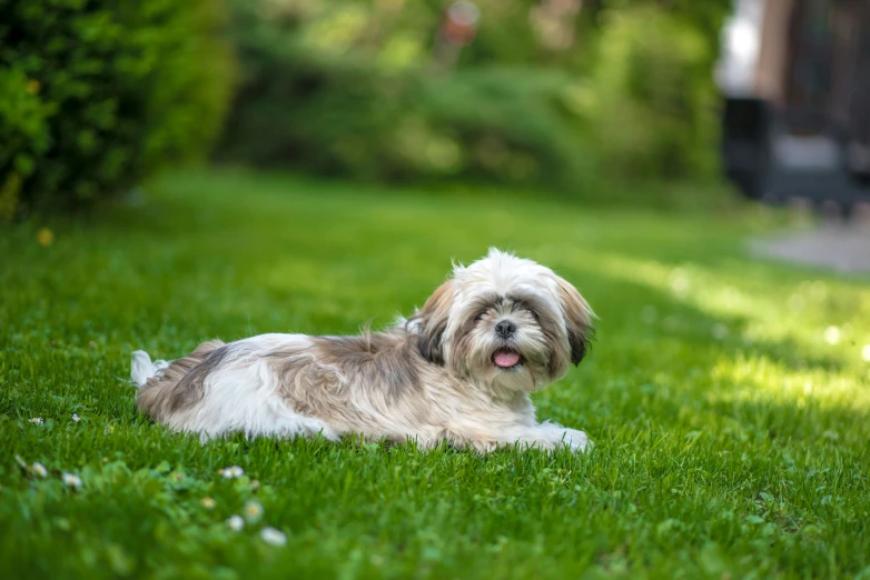 a little dog is laying in the green grass