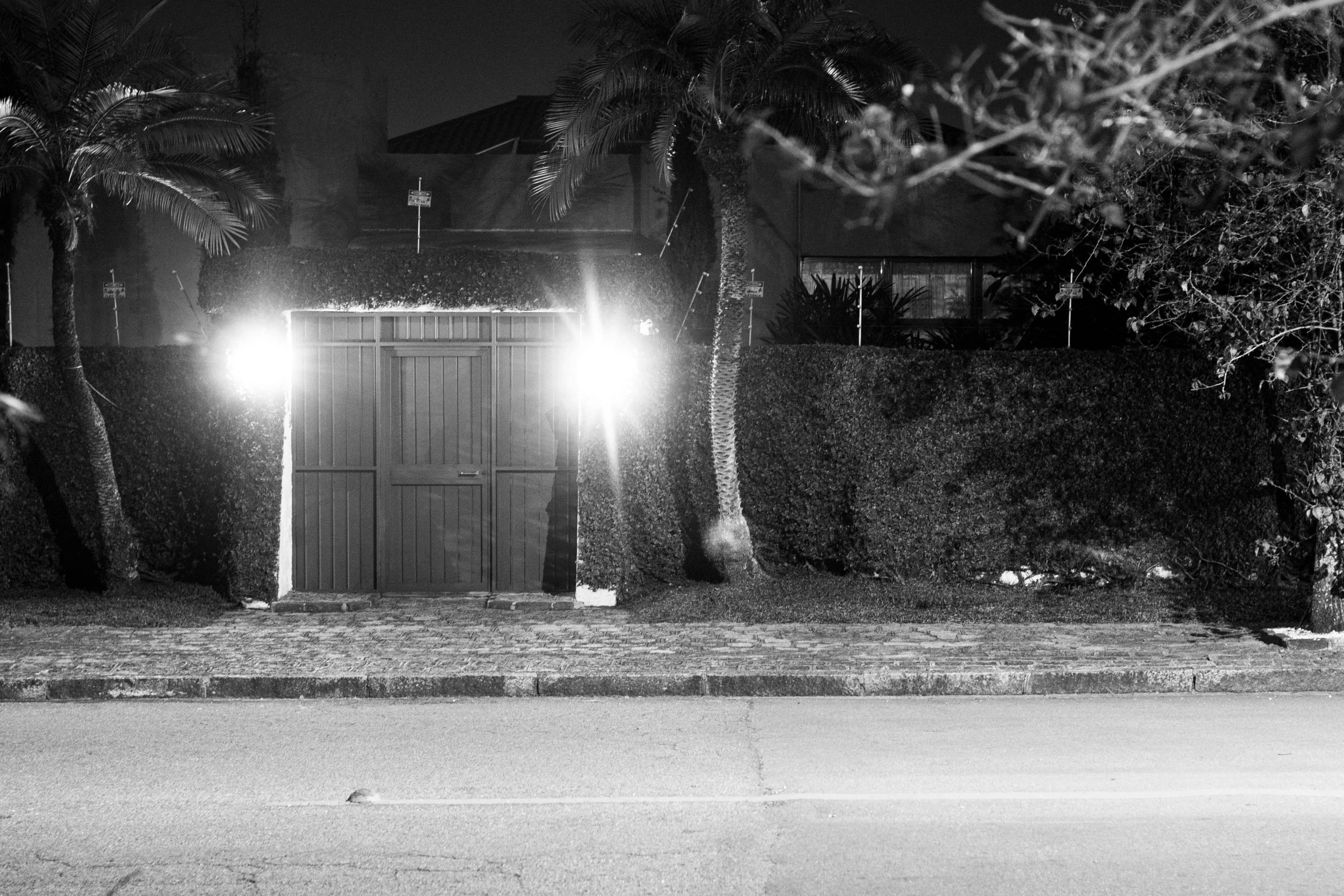 a fence is lined with some tall palm trees at night