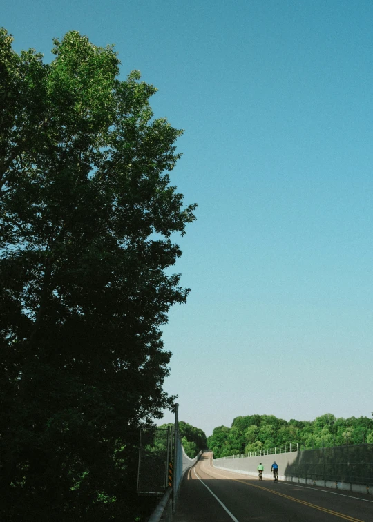 a view of a tree from the side of a highway