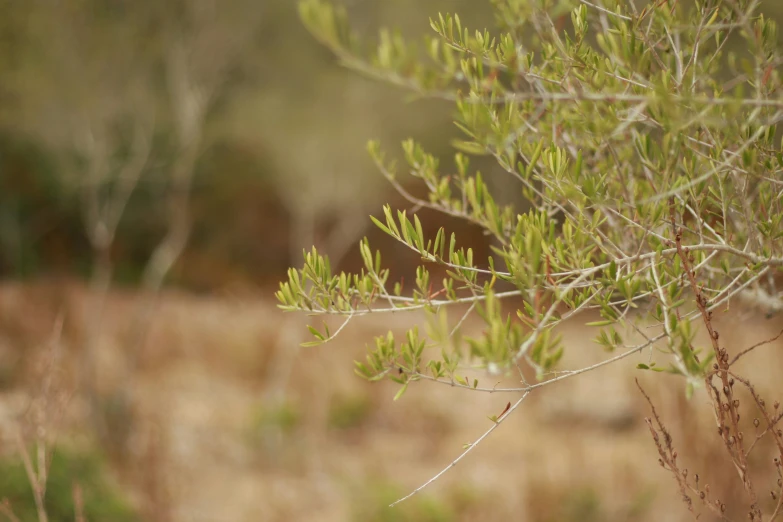 there is a green nch that is out in the forest