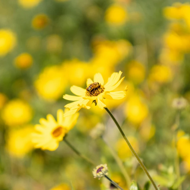 a bee sitting on top of a yellow flower in the middle of some green