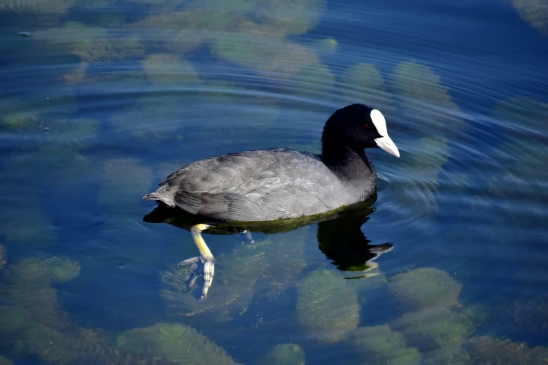 a duck is swimming in shallow blue water
