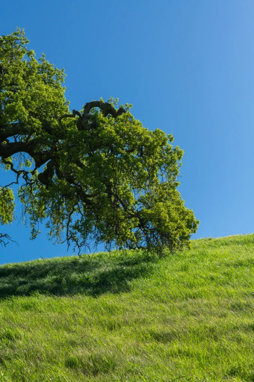 a horse grazing on the grass next to a tree