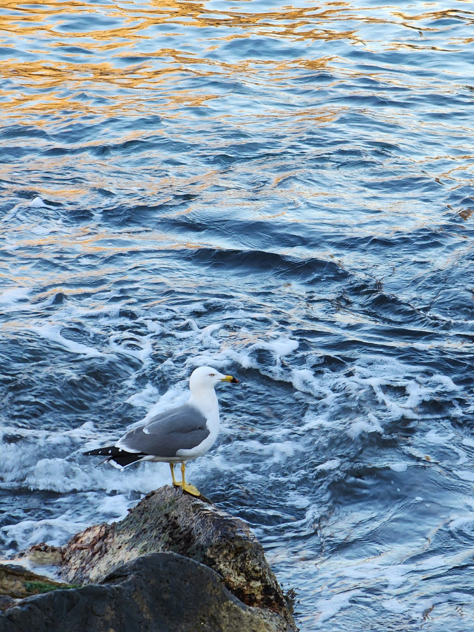 a small bird stands on top of a rock by a body of water