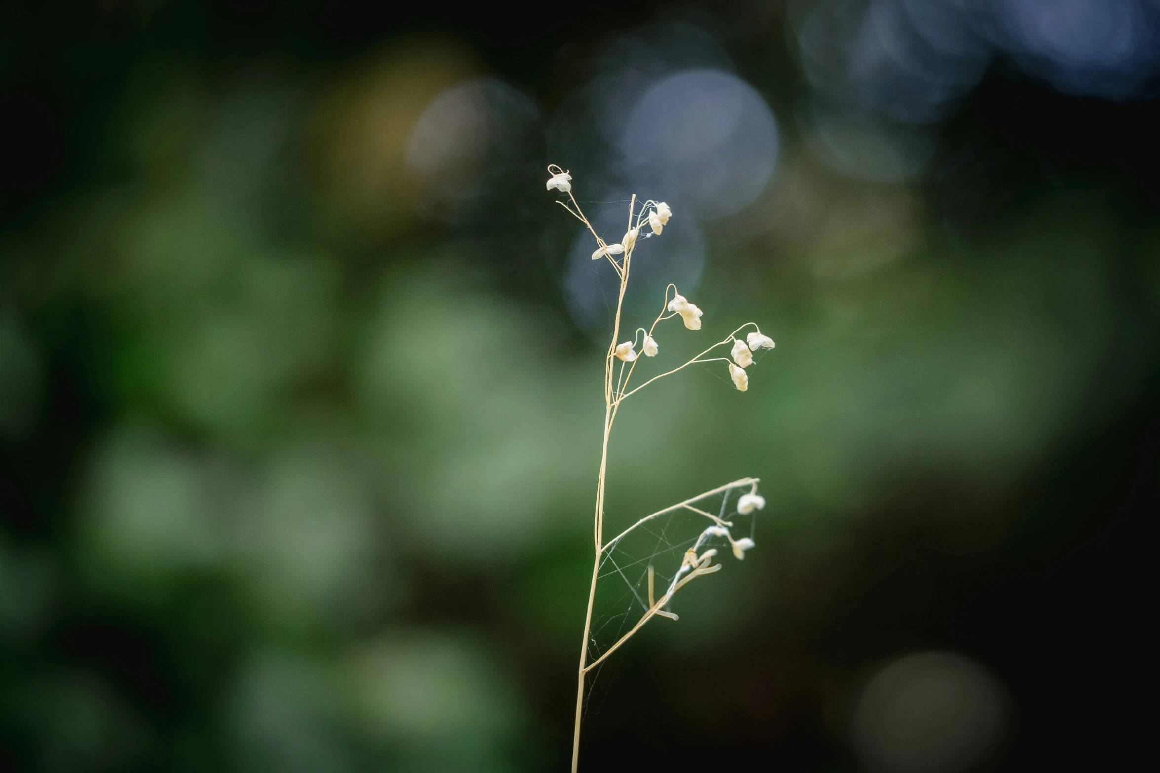 some small white flowers that are growing in the ground