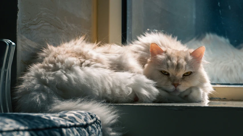 a fluffy white cat with long hair is on the ledge