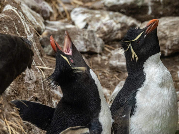 two penguins stand together next to each other