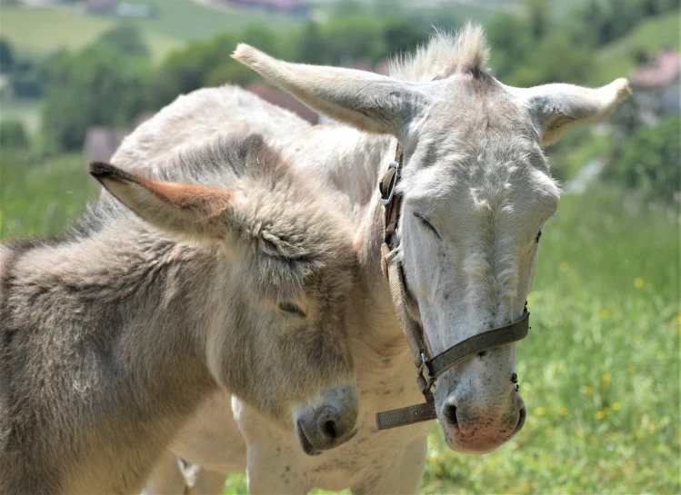 two baby donkeys with white patches standing close together