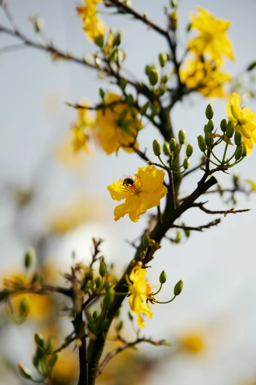 yellow flowers and a blue sky in the background