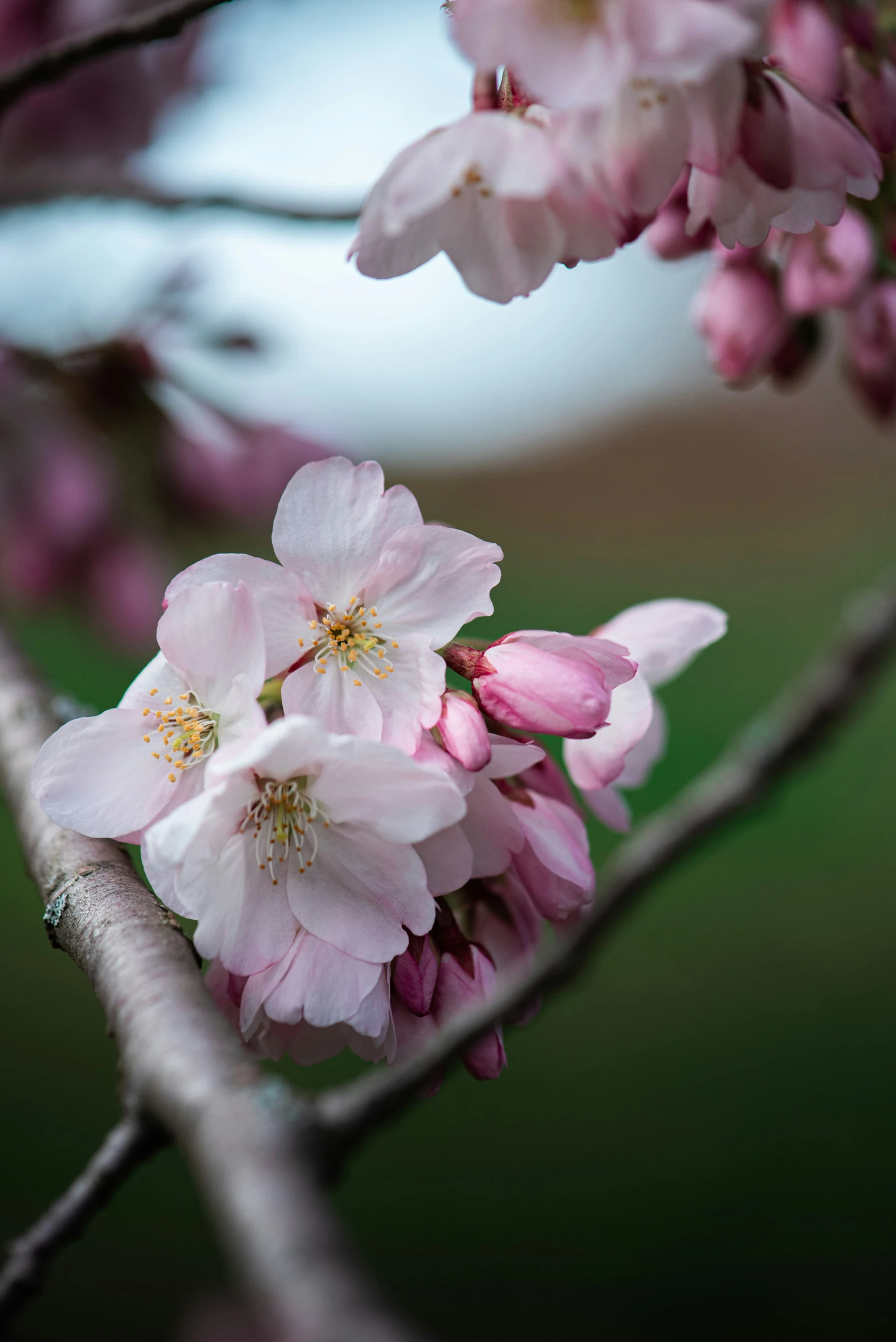 a tree with many flowers growing on it