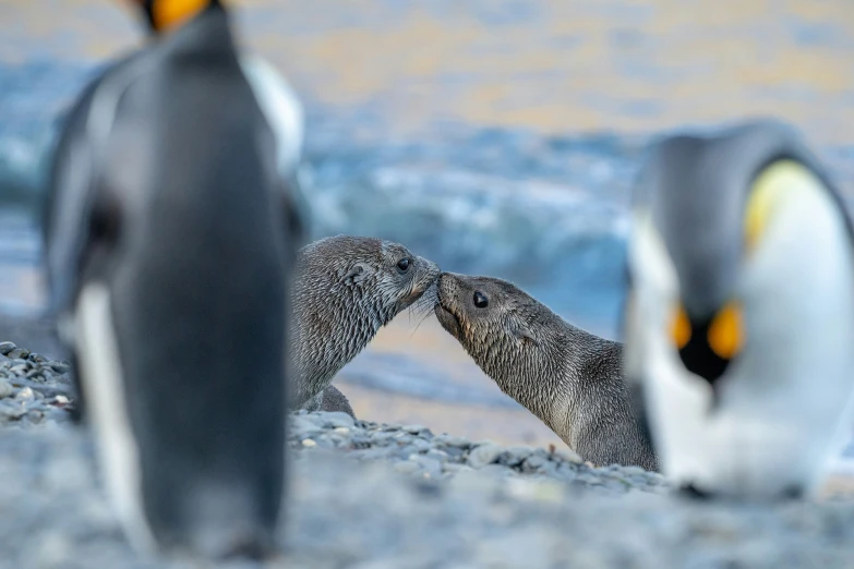 some penguins sitting by the water one holding its head with it's paws