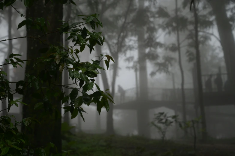 mist covers the trees and walkway in an open field