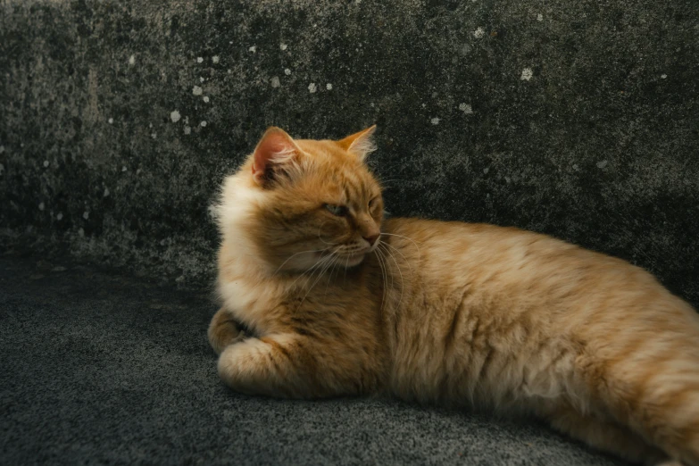 the cat is laying down on a bed