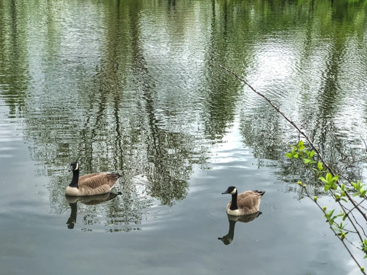 two ducks float along the still water of a river
