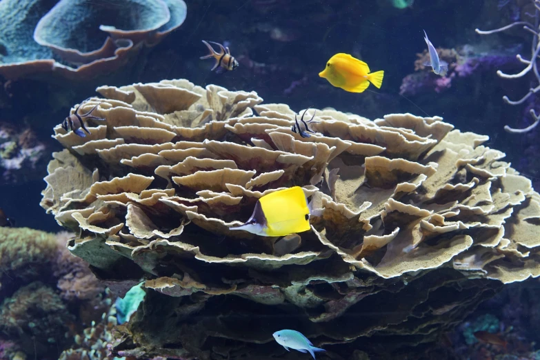 fish swimming in a blue and orange coral on an aquarium