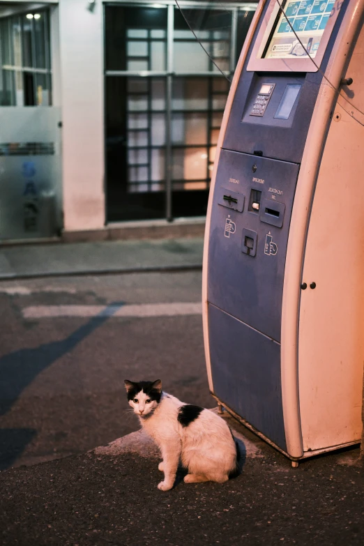 there is a cat sitting on the sidewalk in front of a machine