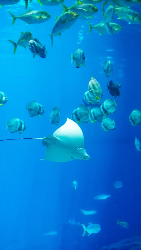 many fish swimming in an aquarium looking for food