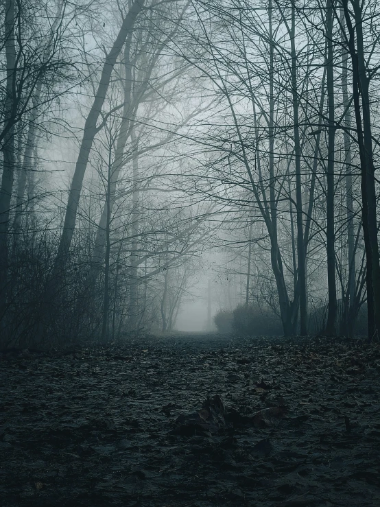 a road surrounded by trees in the fog